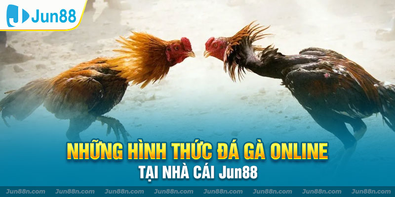 Những hình thức đá gà online tại nhà cái Jun88